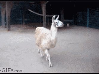 Is this a Llama or an Alpaca?