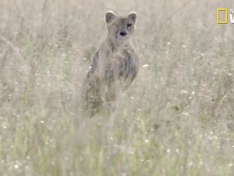 Which animal can run the fastest?