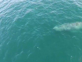 Which sea animal is the largest?