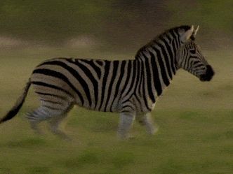 Which animal has black and white stripes?