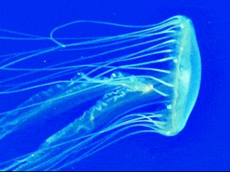 Which animal lives in water and has no bones?