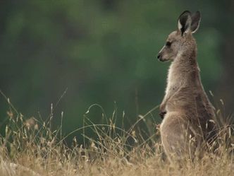 Which animal has a pocket to carry its baby?