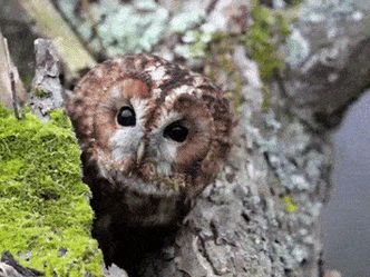 Which of these animals is nocturnal (active at night)?