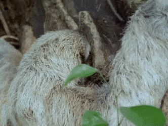 Which animal is famous for being very slow?