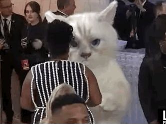 Who is inside this cat costume?