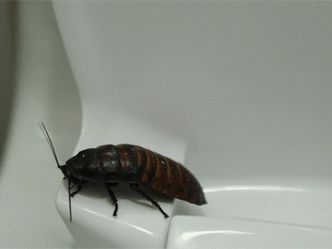 Can you identify this unpopular insect?