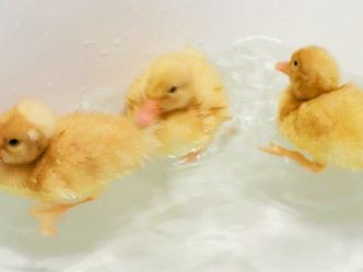 How many ducks are swimming in the water?