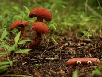 Determine whether these common European mushrooms are either edible, inedible or poisonous! 🍄 Inedible means they won't harm you but they are disgusting. 😋