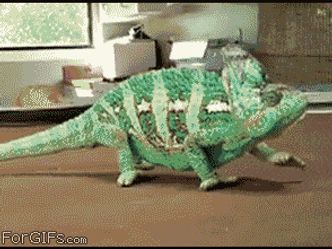 Which animal can change its color?