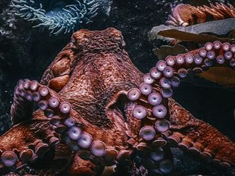 What is the largest species of octopus?