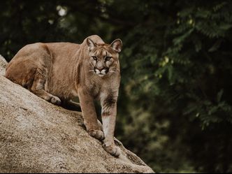 Which is NOT another name for Cougar?