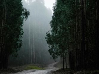 In which place does it rain the most in Meghalaya?