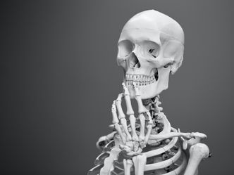 How many bones does an adult human have?