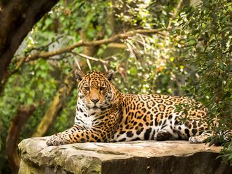 To what part of the world is the Jaguar native?