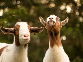 What is the term for a group of goats?