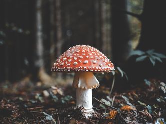 What is the scientific term for the study of fungi?