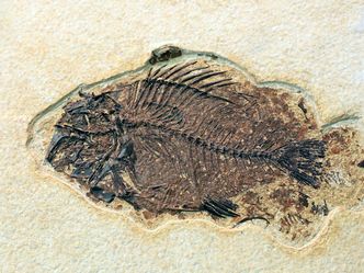 Where was the first turtle fossil found.