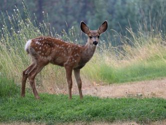 Name a kind of Deer's name starting with A, E, D, R, W, M or S