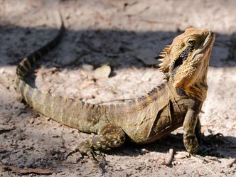 What is another name for the common iguana?