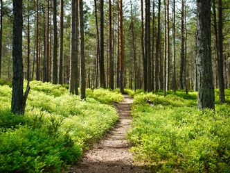 Approximately, how many % is Estonia covered in forest?