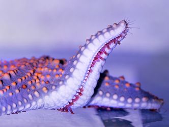 In November, a team of marine biologists at Southhampton University made which alarming discovery about starfish?