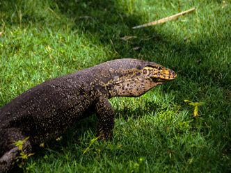 The water monitor is the second heaviest lizard in the world. What is the heaviest?