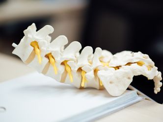 How many vertebrae do humans have at birth?
