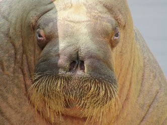 Who's the Walrus?
