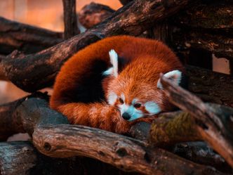 What type of animal is a red panda?