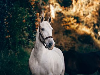 What physical trait makes the divine horse Pegasus special?