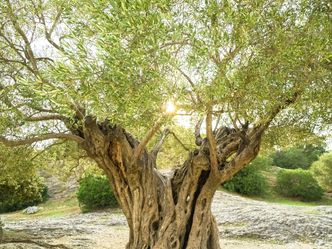 How long can olive trees live?