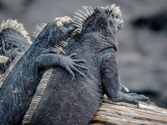 The Galápagos Islands, known for their unique wildlife, are a part of which South American country?