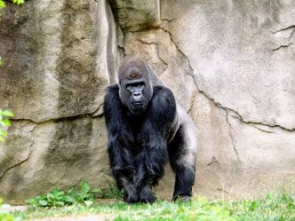 What is the name of the famous gorilla who was taught sign language and became a cultural icon in the 1970s?