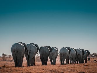 Which African country is home to the largest number of elephants?