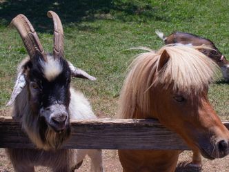 What is the average lifespan of a domestic goat?