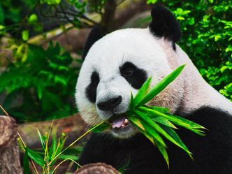 What is a group of Giant Pandas known as?