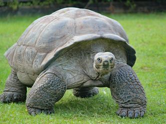 How old is/was the oldest tortoise?