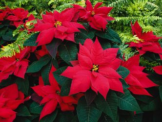 Which plant is often associated with Christmas and is known for its red and green foliage?