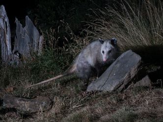 What is the only marsupial native to North America?