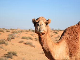 Which country is home to the largest population of camels in the world?