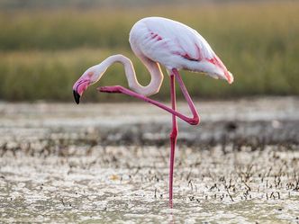 What is the name of the naturally occurring pigment that gives flamingos their distinctive pink coloration?