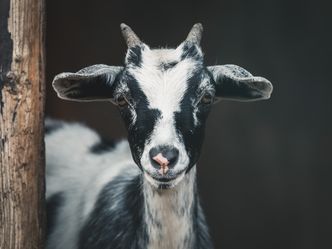 Which country is known for its large population of feral goats?