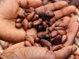 What 3 countries did Cacao originate from?