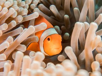 What's the name of Disney's famous clownfish?