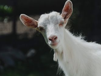 Which of the following is a famous breed of miniature goat?