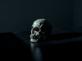 What is another name for the skull?