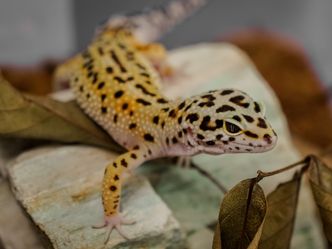What types of food would a leopard gecko eat?
