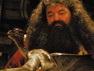 What does Hagrid name his baby dragon?