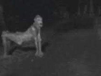 the skinwalker, while not a cryptid, can be traced back to what culture's myths and legends?