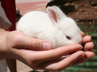 What is a baby rabbit called?